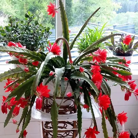 Roomantic * Bromberg