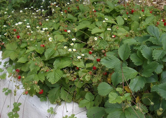 Homestay Roomantic *