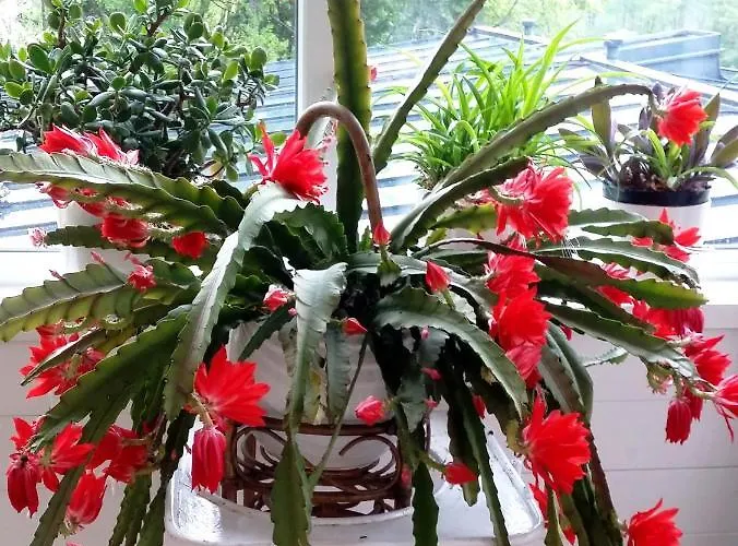 Roomantic * Bromberg