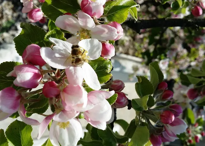 Roomantic Homestay Bromberg